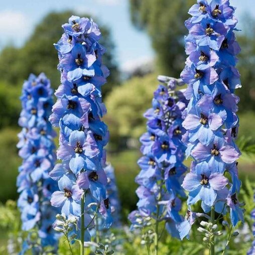 Delphinium 'Blue Bird' (ridderspoor)